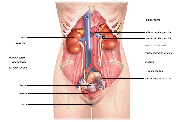 Anatomie de l'urètre chez l'homme