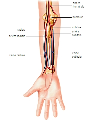 Avant-bras : définition et schéma