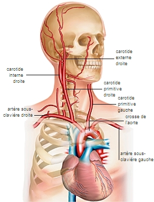 Artères carotides