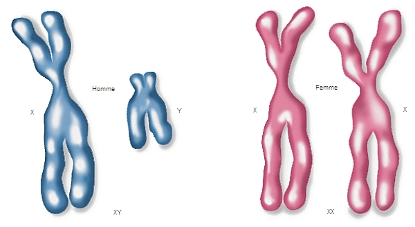 Chromosomes sexuels