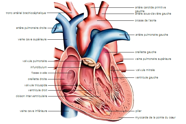 Coupe du cœur et des valvules