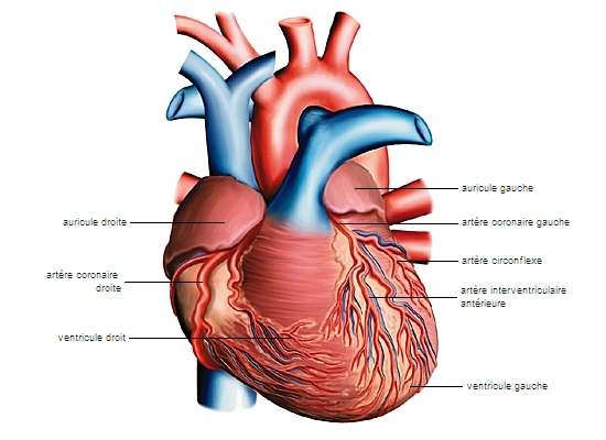Muscle cardiaque