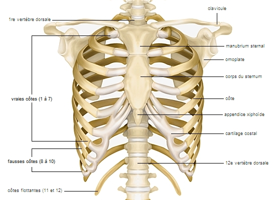 Squelette du thorax