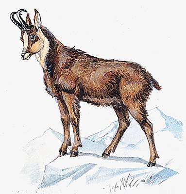 Chamois