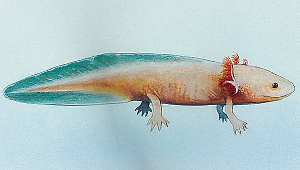 Axolotl Axolotl