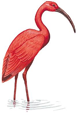 Ibis
