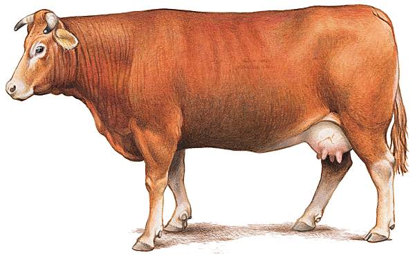 Vache de la race limousine