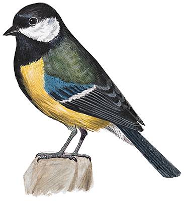 Encyclopédie Larousse En Ligne Mésange