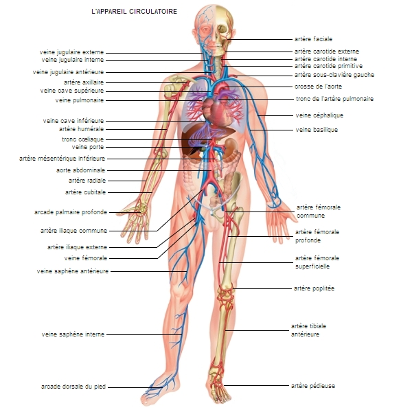 corps humain - LAROUSSE