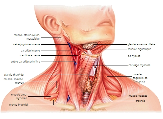 muscle sterno cleido mastoidien 1001635-Cou