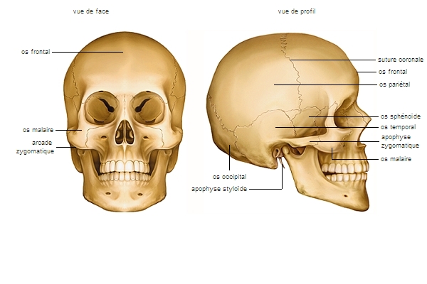 Os du crâne et de la face – Média LAROUSSE