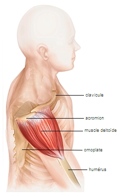 Muscle deltoïde