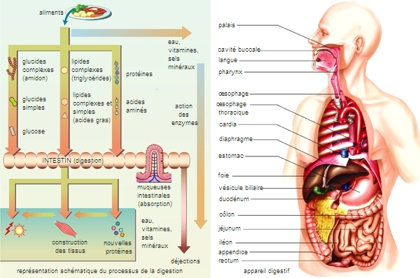 Alimentation LAROUSSE Alimentation LAROUSSE