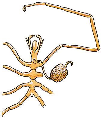 Patte de pycnogonide