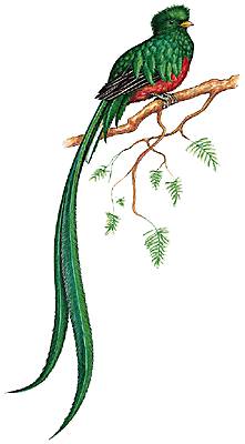 Quetzal