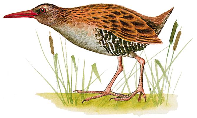 Râle – Média LAROUSSE