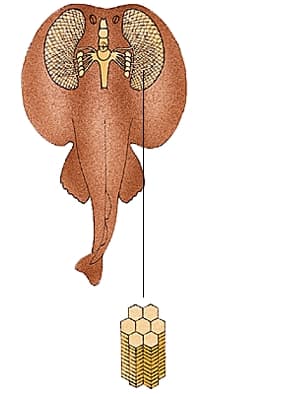Organes électriques d'une torpille