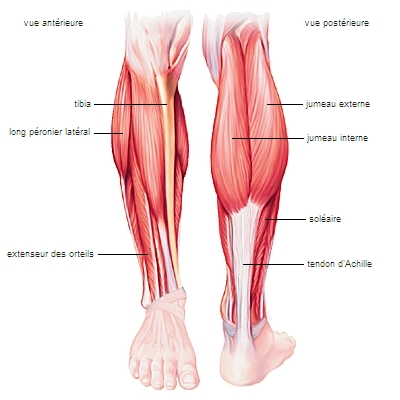 muscle - LAROUSSE