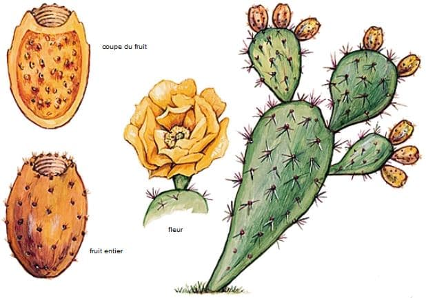 Opuntia