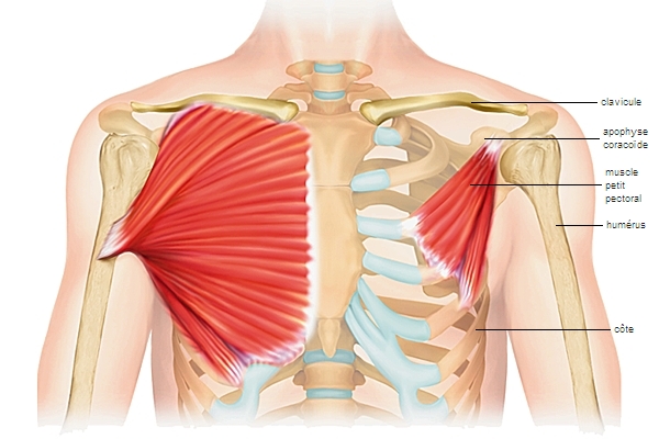Muscles pectoraux