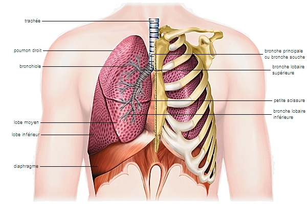 Respiration respiratoire de l'anatomie pulmonaire' Ours en peluche