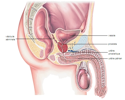 emplacement de la prostate chez lhomme)
