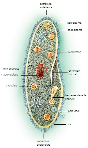 les protozoaires paraziták)