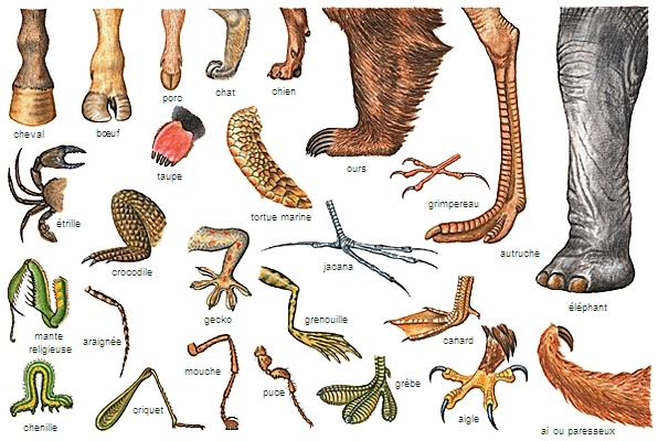 Pattes d'espèces animales – Média LAROUSSE