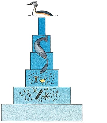 Pyramide alimentaire