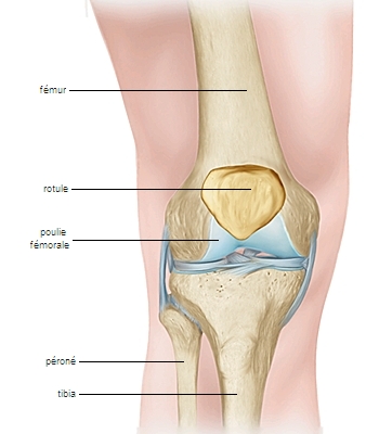 rotule - LAROUSSE