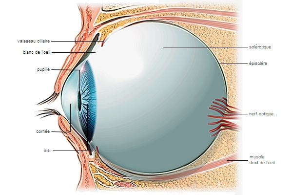 modèle de Globe oculaire de loeil Humain démontable du grossissement 6X pour lenseignement de létude Wosume Modèle de Globe oculaire de loeil 