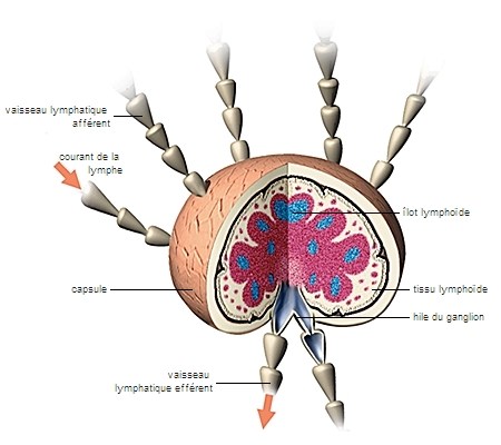 ganglion lymphatique - LAROUSSE