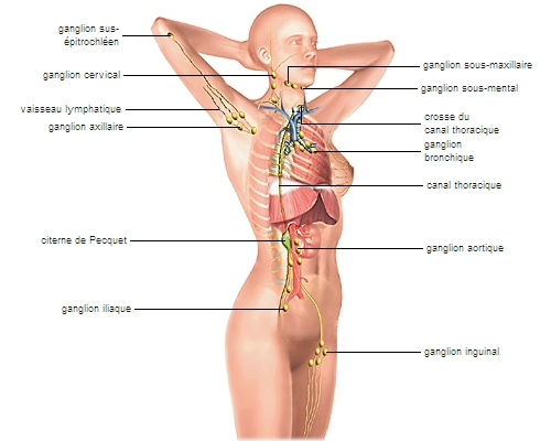 Système lymphatique – Média LAROUSSE