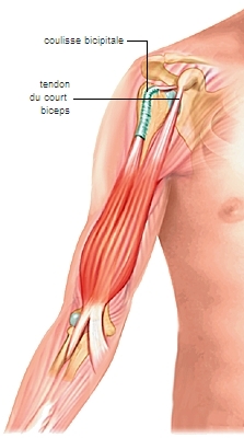 Tendons du biceps