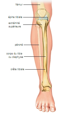 Tibia