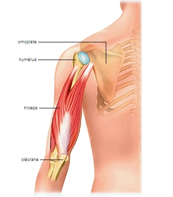 Triceps brachial