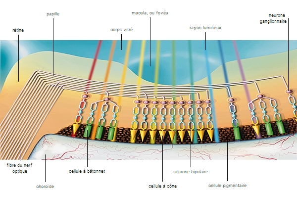 Structure de la rétine – Média LAROUSSE