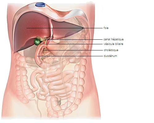 vesicule biliaire larousse