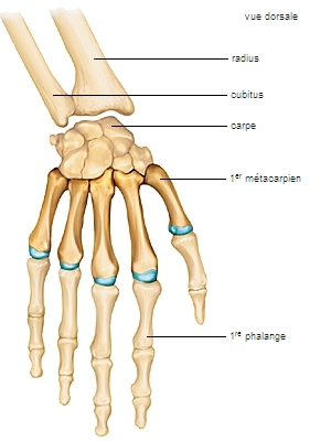 métacarpien LAROUSSE