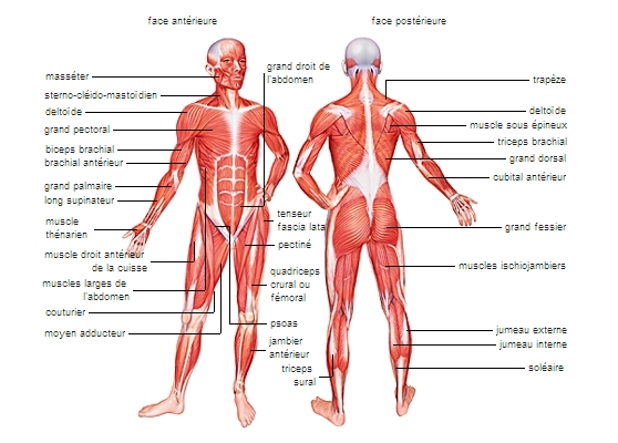 Muscles squelettiques