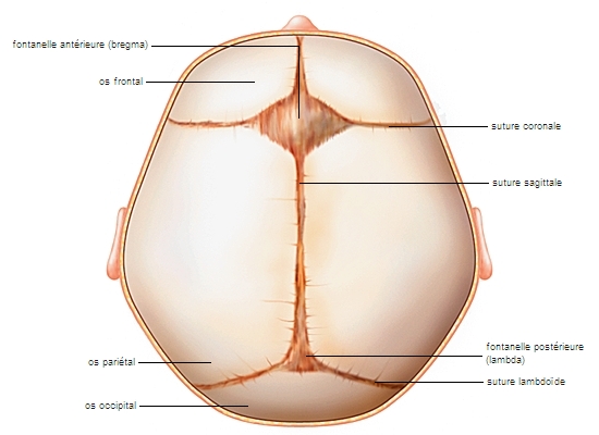 Fontanelles