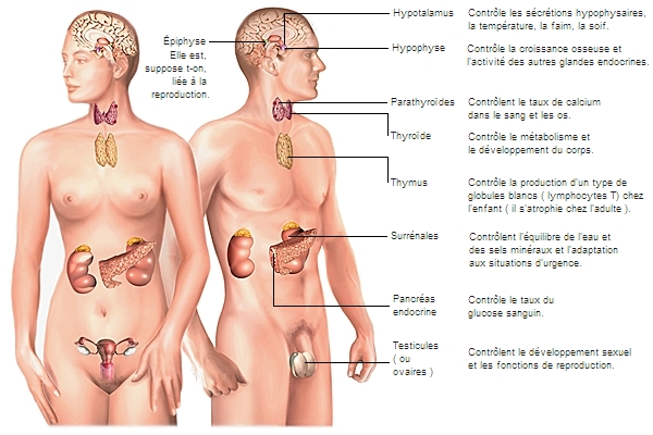 système endocrinien - LAROUSSE