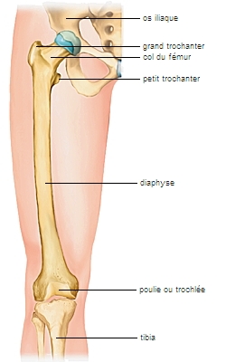 Fémur