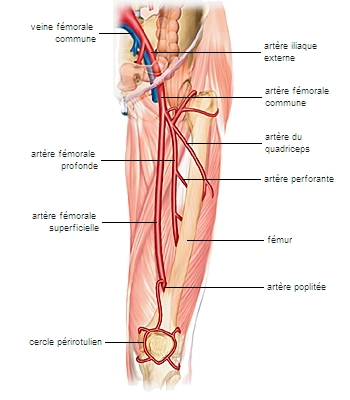 Artères et veine fémorales
