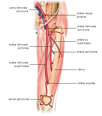 Anatomie de l'artère fémorale