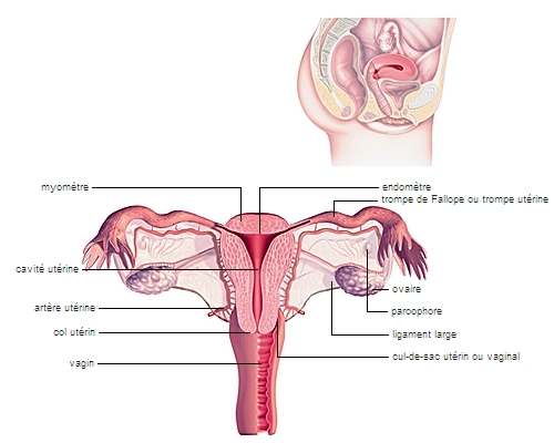 Localisation de l'utérus