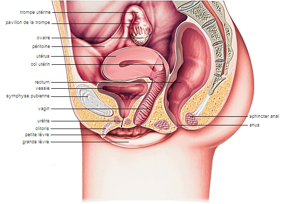Les organes génitaux féminins
