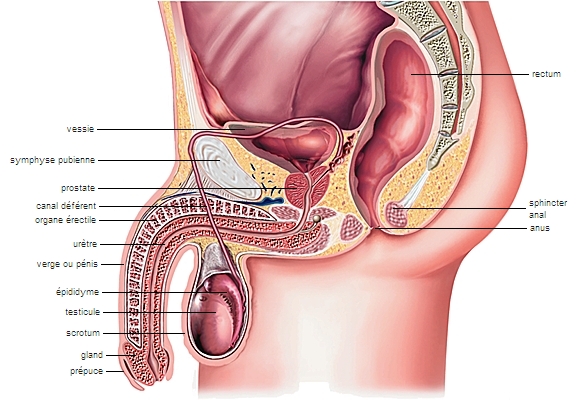 Scrotum : anatomie, définition et rôles