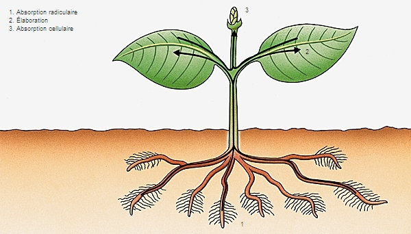 Fragment De Végétal Donnant Une Plante Complète végétal - LAROUSSE