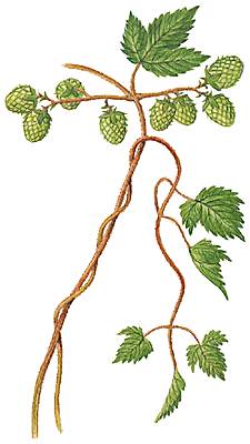 Plante volubile Plante volubile